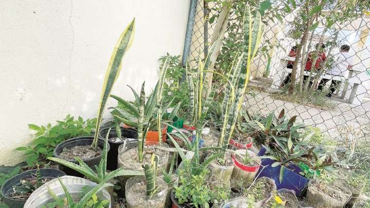 Estudiantes de la Escuela Ignacio Ramírez cosechan los primeros frutos de su propio huerto
