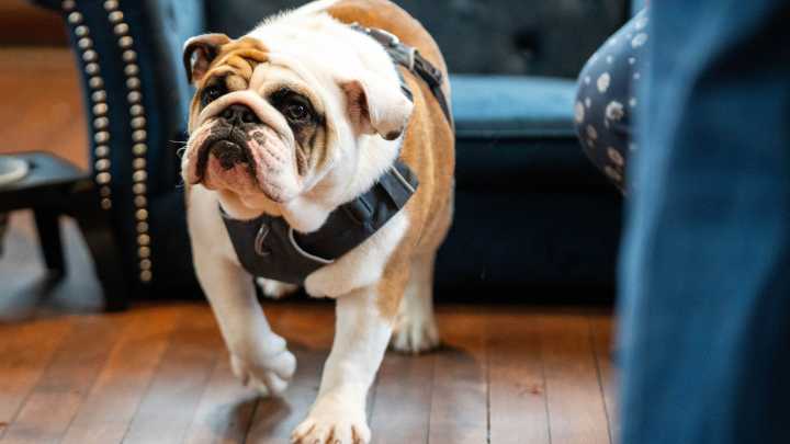 Drake's new live bulldog mascot, Griff III, meet campus community