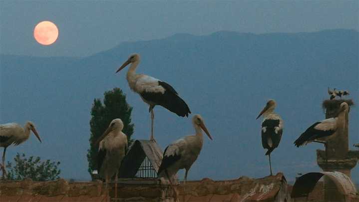 ‘Tale of Silyan’: How They Got Up Close and Personal With Storks