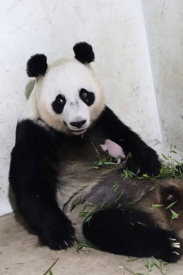The first giant panda cub born in Indonesia squeals and squirms in park video