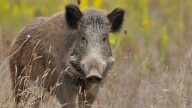 Crisis de la peste porcina: Hallado otro jabalí muerto en la Universidad Autónoma de Barcelona