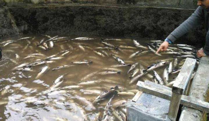 Govt plans to promote tuna fishing in Lakshadweep