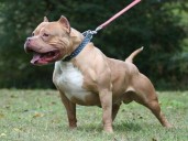 Grave ataque de un pitbull a un bebé de 1 año en el norte cordobés