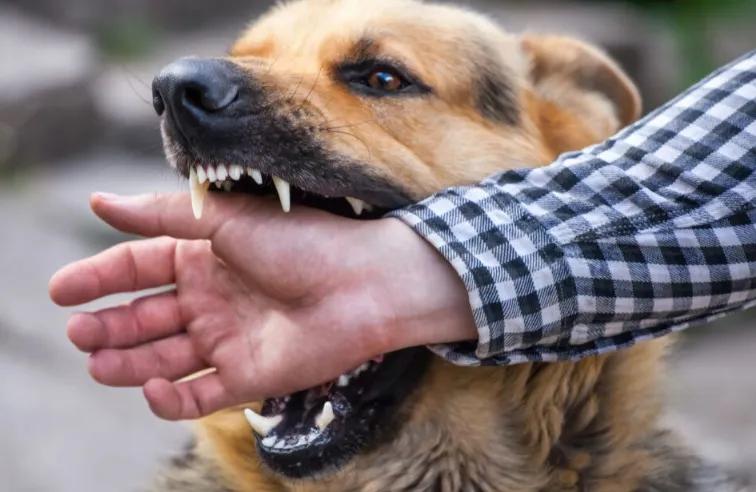 Cada día, entre 2 y 3 personas fueron mordidas por perros en Salta