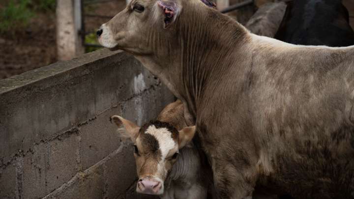 Emergencia Nacional de Sanidad Animal por Gusano Barrenador: Gobierno Activa Este Plan