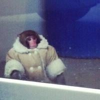 Darwin the Ikea monkey went viral in 2012. Where is he now?