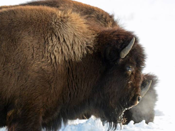 Feds grant $2 million for bison recovery