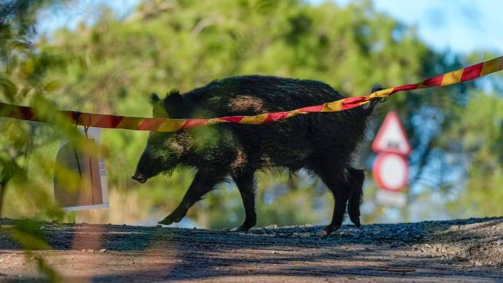 Detectados tres nuevos jabalíes con peste porcina en Cerdanyola del Vallès