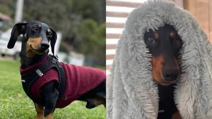 ¿Ha visto a Enzo?: perro salchicha robado en la vía Siberia