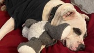New Jersey Rescue Pup’s Healing Journey Leads To A Twist That Stuns Her New Family