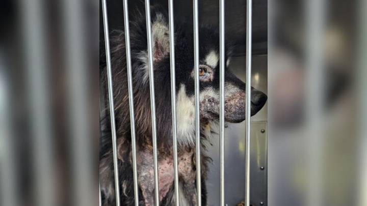 Neglected California Dog Undergoes Stunning Transformation After Rescue