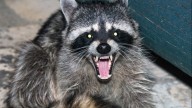 Rabid raccoon bites Cherokee County man in face during car ride, sparks rabies scare after he refuses treatment