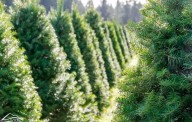 How the weather can impact your Christmas tree