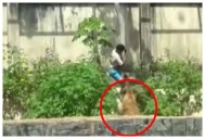 Joven de 19 años muere tras ingresar al recinto de una leona en un zoológico de Brasil