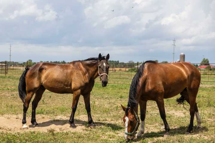 Horse herpesvirus outbreak prompts warning from Michigan vet