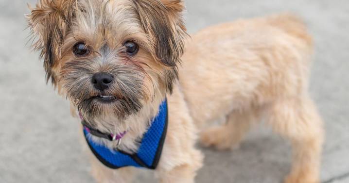 By finding the right breed, even people with allergies may be able to have a dog