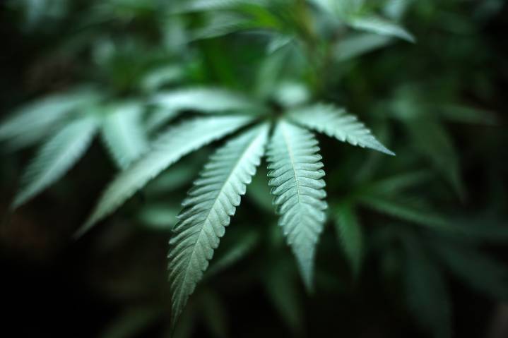 Ohio Senate approves hemp regulations, changes in marijuana law