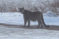 Cougar seen in Duluth believed to have walked from Nebraska