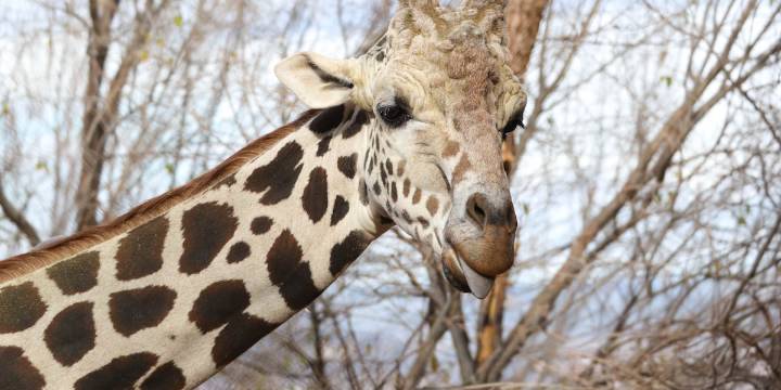 Cheyenne Mountain Zoo says goodbye to ‘gentle giant’ giraffe, Khalid
