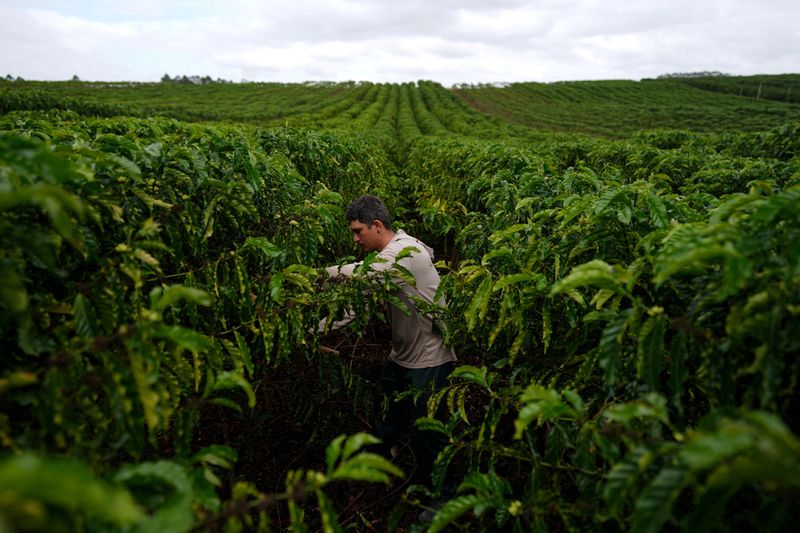 Brazil robusta coffee growers push for quality amid rising prices and climate concerns
