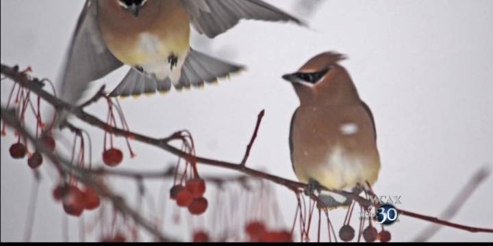 Vermont expects unusual influx of winter birds this year