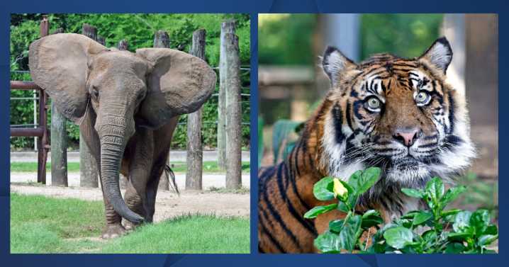 Cameron Park Zoo mourns the loss of two animals