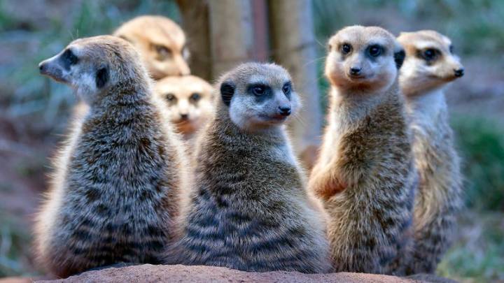 Just how monogamous are humans? Scientists break down how we compare with other animals