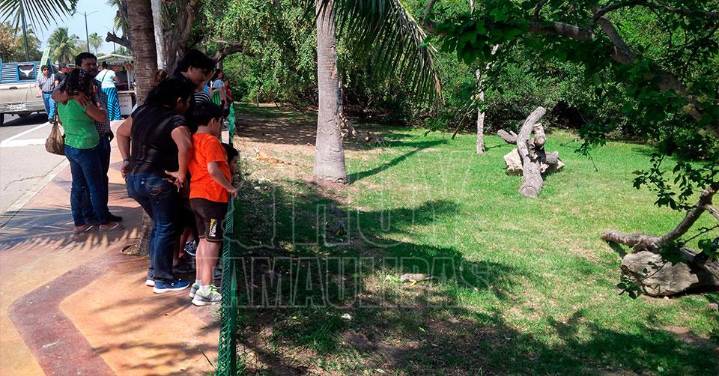 Tampico se prepara para rescatar iguanas por el fr?o