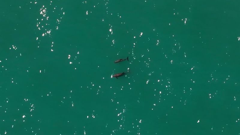 Less than 10 of these porpoises are left. Can the species be saved?