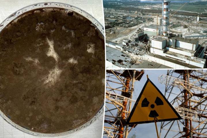 Radiation-eating mold could help clean up nuclear sites protect astronauts