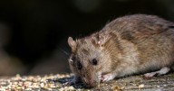 Rats will scurry away from your garden if you leave 1 kitchen item outside
