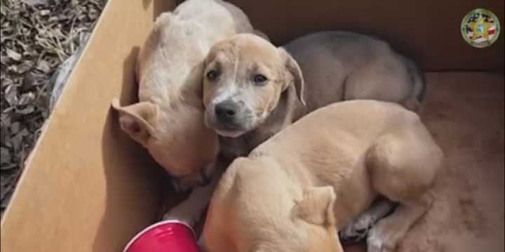 Deputies investigate abandoned puppies found in Alachua County