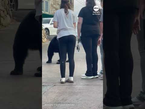 What not to do: Woman attempts to pet and feed bear in Tennessee