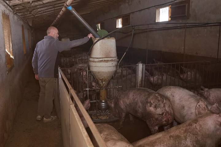 En el epicentro de la crisis por la peste porcina africana: "Ya estábamos trabajando a pérdidas, el golpe va a ser letal"