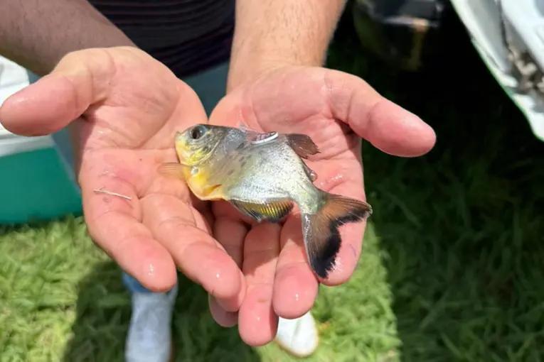 Liberaron 300 ejemplares de pacú “para el refuerzo de especies nativas en el Paraná Medio”