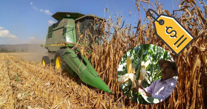 Maiceros podrán sumarán hasta 950 pesos por tonelada con apoyo estatal