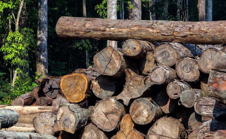 Tortel: Contraloria detecta explotación ilegal de bosque nativo en predio fiscal