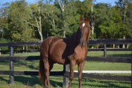 Rescue horse “Hank” raises thousands for Salvation Army during Red Kettle campaign