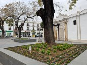 Parques y jardines recupera la Plaza de Pío XII con 800 nuevas plantas