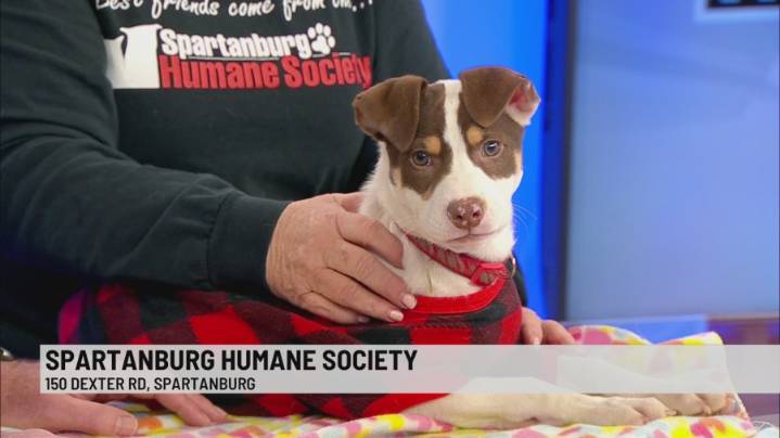 Pet of the Week: Romeo