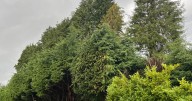 Edinburgh couple 'can't enjoy their garden' due to shade from 'colossal' trees