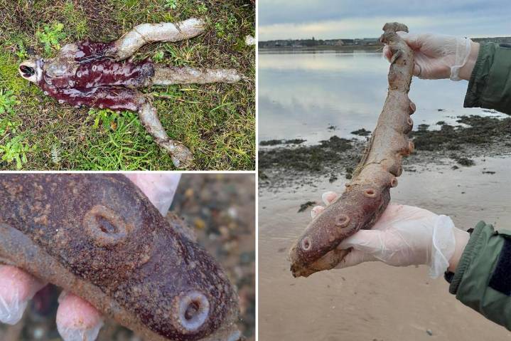 Super-rare seven-limbed octopus found on shore