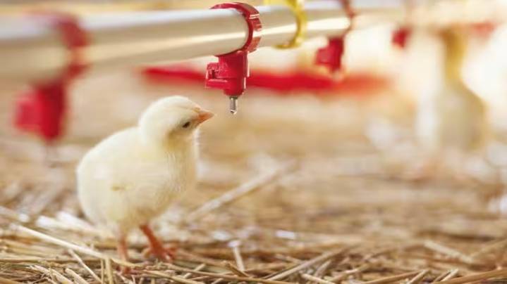 Descubren que la gripe aviar es resistente a la fiebre: ¿por qué podría ser más peligrosa que la gripe común?