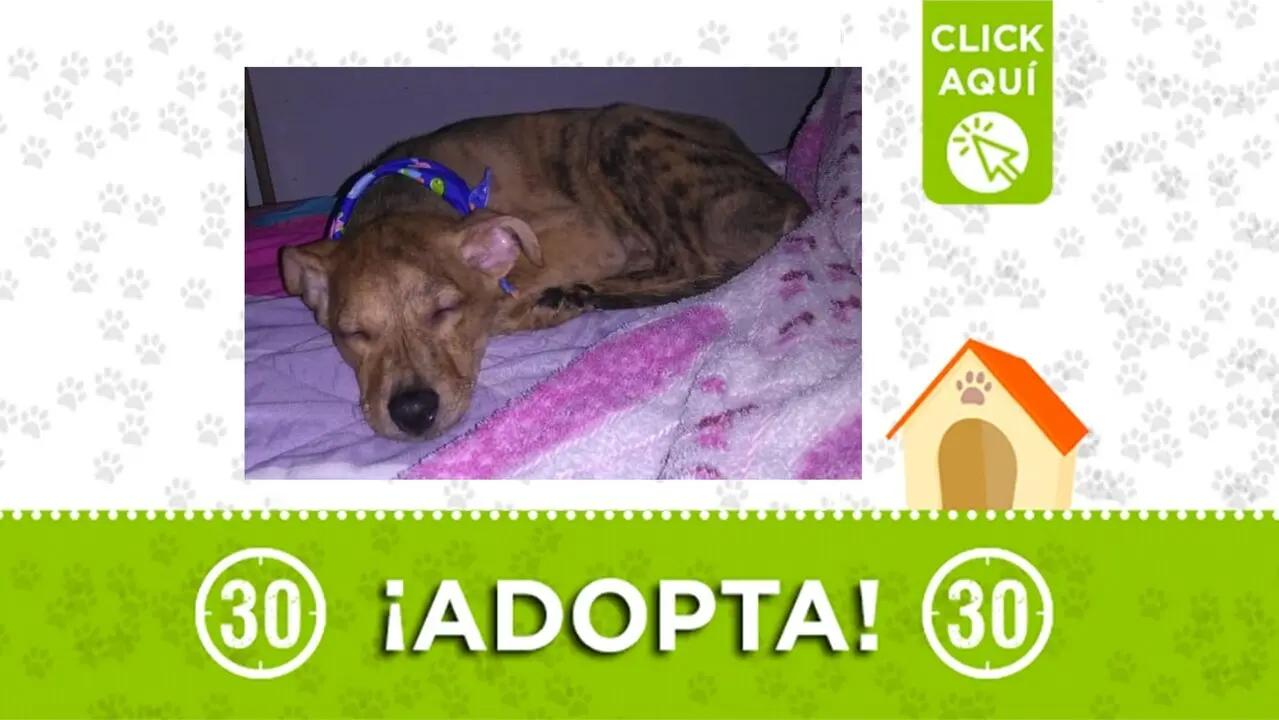 ¡Es una bebé que se adapta! Tierna cachorrita busca hogar para toda la vida