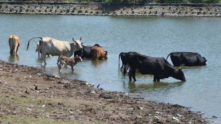 Advierten ganaderos sobre afectaciones a causa de reformas a la Ley General de Aguas y La Ley de Aguas Nacionales