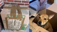 Abandonaron a una perrita en una caja con una desgarradora carta: ‘Estoy contra la pared’