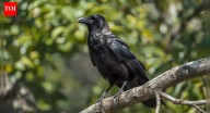 Why a crow who dislikes you will never forget you: The science of memory, revenge and social learning