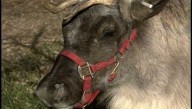 Henry Doorly Zoo welcomes 2 reindeer in 1998