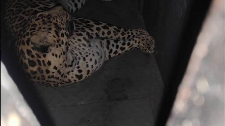 Leopard at Pune airport captured after months
