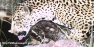 New jaguar spotted thriving in southeast Arizona